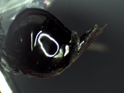 Réf. 314 443 : Eurytominae inconnu